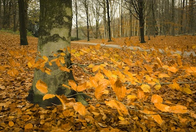 Torsdagsbrev 4. november 2010